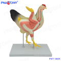 PNT-0825 Modelo anatómico de pollo y gallina de tamaño real